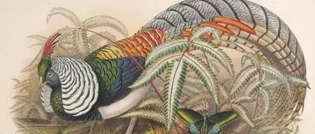 为了这本鸟书，他花了33年，绘制了2999幅鸟类图解